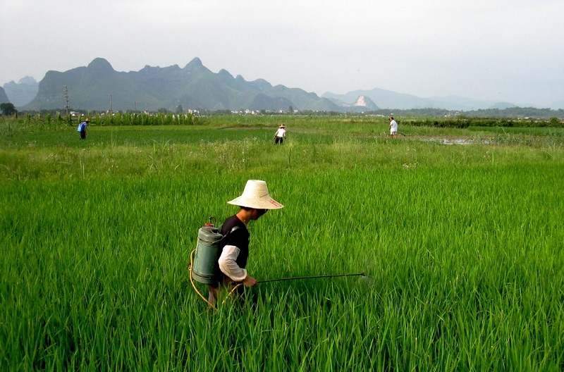 一位农妇正在稻田里喷洒农药