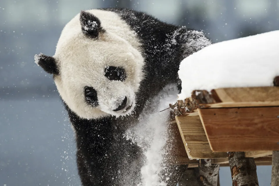 在芬兰艾赫泰里动物园雪熊猫度假村开业当天，雌性大熊猫金宝宝（芬兰语名为Lumi）在雪中玩耍